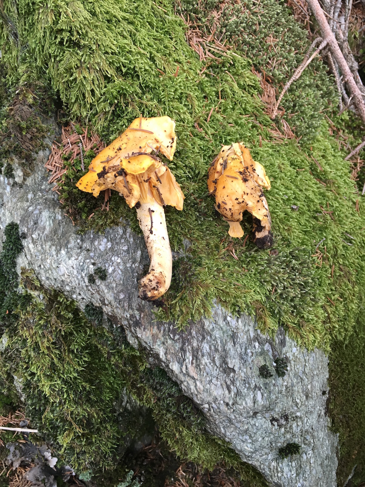 Large chanterelles