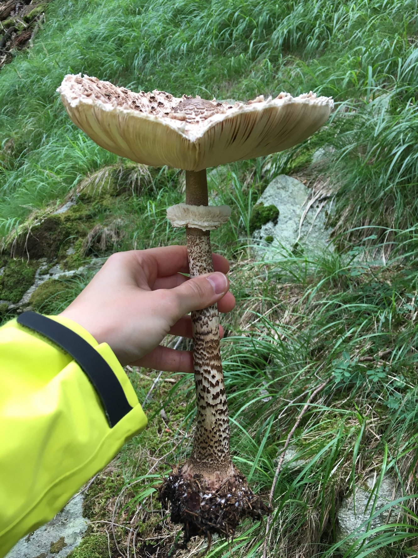 Parasol mushroom