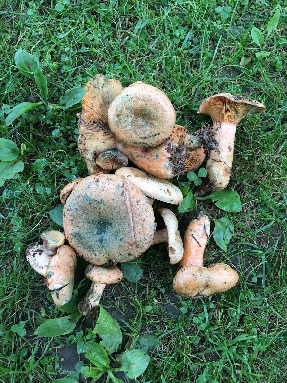 Lactarius 1